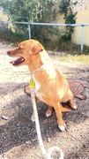 SARA Image 1